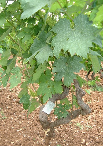 Zinfandel
aka Crljenak Kastelanski
aka Tribidrag